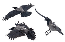 Grey Large Isolated Three Crows Flight