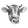 Hand-drawn graphic sketch of horned Bull head (Jersey breed) in black isolated on white background. 