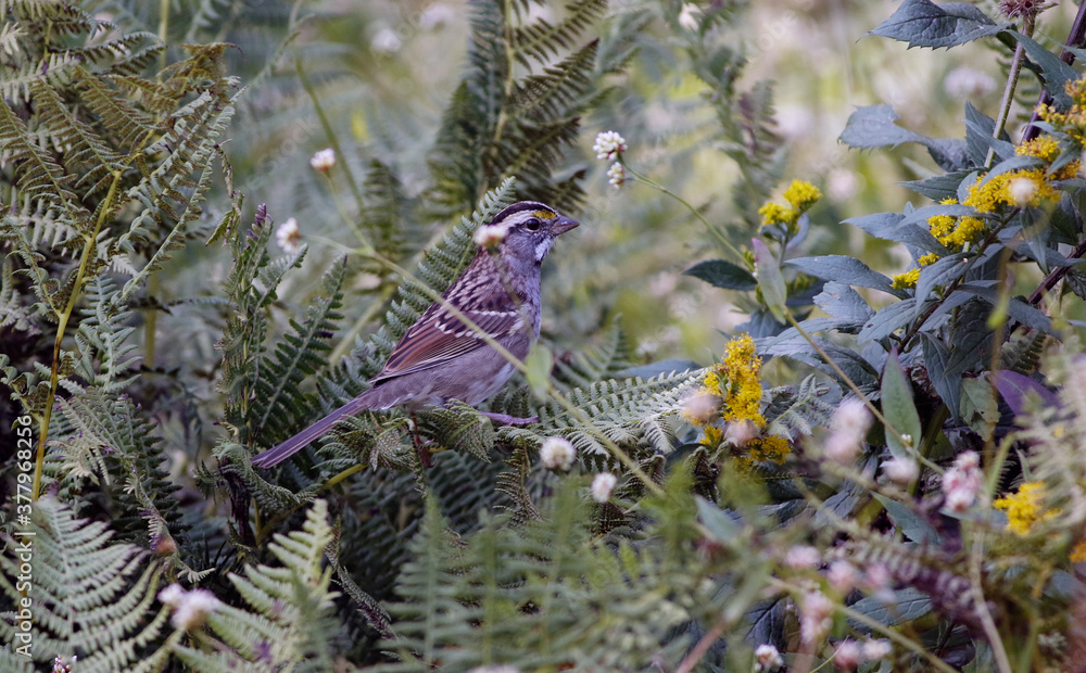 Bruant à Gorge Blanche Stock Photo | Adobe Stock
