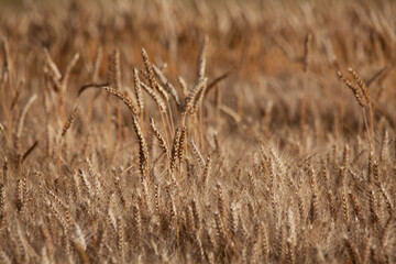 Wall Mural - Sunny scenery of growing wheat in a field