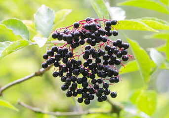 Canvas Print - Closeup shot of black wild berries on a bush