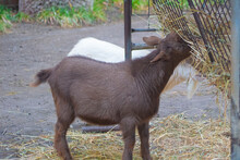 The Brown Goat Eats Some Hay From The Feeder At The Petting Zoo.