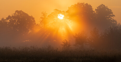 Wall Mural - the rays of the rising sun scattering in the treetops
