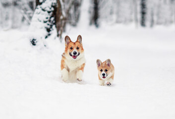 Wall Mural - two cheerful dog red Corgi with their puppy run merrily through the white snow in the winter Park