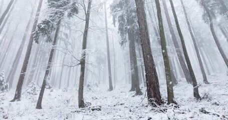 Wall Mural - Snowfall in beautiful calm winter season foggy beech forest landscape. 	