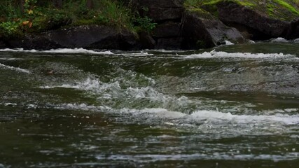 Wall Mural - Water running through a small river in the woods, Up close.