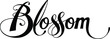 © Peterfactors - Blossom - custom calligraphy text