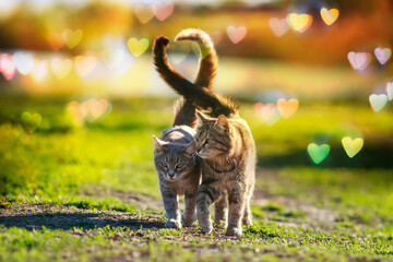 Two loving tabby cats walk in an embrace on a summer meadow in glare and Sunny hearts