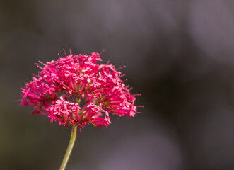 Wall Mural - closeup shot of cute valerians under the sunlight
