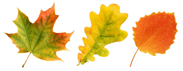 Wall Mural - collection of autumn leaves: oak, aspen and maple.