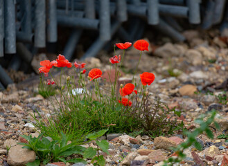 Poster - Closeup shot of cute poppies under the sunlight