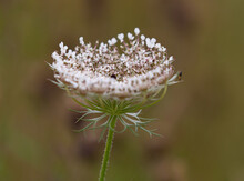 Selective Focus Shot Of Queen Anne's Lace