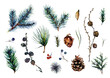 Watercolor Collection of Conifer Branches and Pinecones