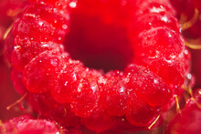 Ripe Raspberry Closeup Wallpaper. Selective Focus Pattern. Whole Tasty Red Berry Diet Dessert Banner Clipart