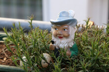 Closeup Of A Garden Dwarf In A Home Garden