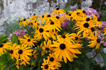 yellow flowers with beautiful bright colours  