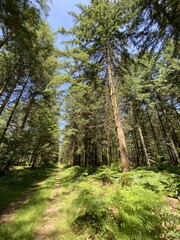 Canvas Print - Forêt de sapin en Bourgogne