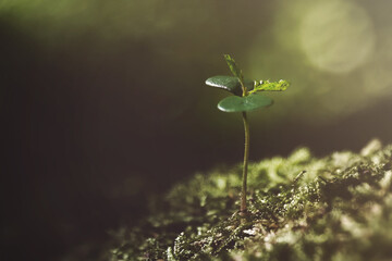 Poster - Soft focus of a young plant sprout against a blurry background - a concept of hope