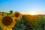 Fototapeta Kwiaty - Sunflower field in the Midwest in full bloom at sunset in France
