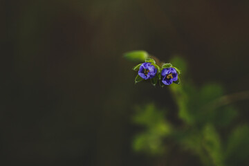 Close up image of wildflowers in dark and moody setting with bokeh background