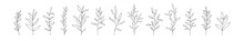 Set Of Vector Tree Branches And Leaves. Hand Drawn Floral Elements.