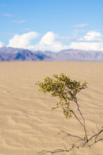 Lonely Creosote Bush Grows Out Of Desert Sand Dunes 