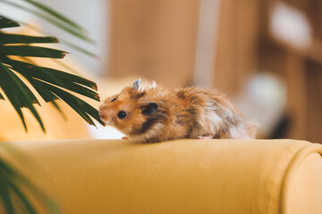 Sticker - Curious funny hamster on armchair