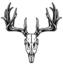 Black And White Illustration With Deer Skull Object