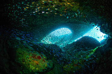 Silverside fish swimming near the propellers of the RMS Rhone wreck