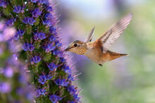Allen Hummingbird Flying To Pride Of Madeira Flower