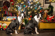 Two adorable Boston Terrier dogs sitting on the ground