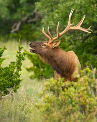 Wall Mural - Bull Elk in the Wichita Mountains