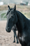 Fototapeta  - Beautiful Graceful Free Horses in Motion
