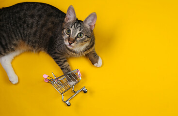 Wall Mural - Playful cat is played with a mini shopping cart on a yellow background. Top view