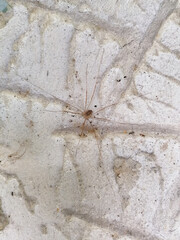 Wall Mural - Vertical closeup shot of a white spider on a wall