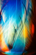 Macro photo of colorful feathers with flares on it on deep background underwater