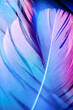 Macro photo of сolorful feathers with flares on it on deep background underwater