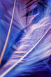 Macro photo of сolorful feathers with flares on it on deep background underwater