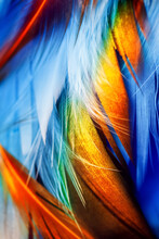 Macro Photo Of Colorful Detailed Rooster Feather On Deep Blue Background Underwater