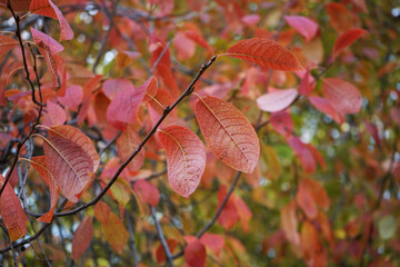 Wall Mural - Autumn leaves in the park. Red leaves of bird cherry. Leaf fall season. Colorful autumn concept.