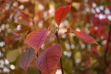 Wall Mural - Autumn leaves in the park. Red leaves of bird cherry. Leaf fall season. Colorful autumn concept.