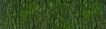 Banner Of Tree Bark With Green Moss And Lichen