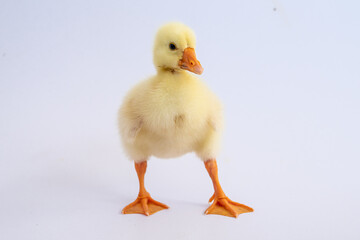 Yellow gosling on white background,Cute little newborn yellow fluffy gosling.