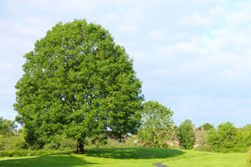 scenic view of a large Ash tree in a Lancashire park with blue sky and white clouds in the background