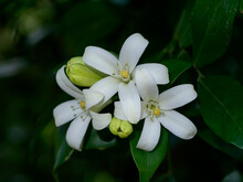 White Flower Of Orange Jessamine, Satin Wood, Murraya Exotica Tree.