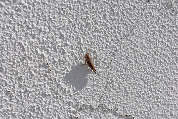 Primer plano de un saltamontes marrón aislado tomando el sol en una pared gotelé de color blanco. Fondo de textura de gotelé blanco.