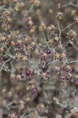 Wall Mural - Spike like inflorescences of purple bloom on Dyebush, Psorothamnus Emoryi, Fabaceae, native hermaphroditic perennial subshrub in Joshua Tree National Park, Southern Mojave Desert, Springtime.