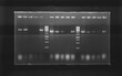 © Lucie - result of agarose gel electrophoresis of PCR products. separation of DNA fragments amplified with the PCR is used for genotyping of transgenic lines in search for heterozygeous lines with tDNA insert