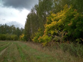 path in the woods