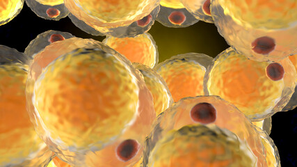 Wall Mural - A cluster of Fat cells